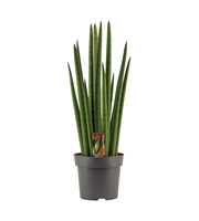 Sansevieria Cylindrica 14 cm Rocket