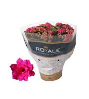 Kalanchoe Rosalina 15cm Royale Victorio paars