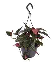 Syngonium erythrophyllum 'Red Arrow' in hangpot