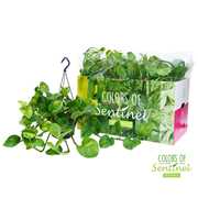 Epipremnum Pinnatum Global Green - Hangpot