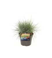 Festuca glauca Elijah Blue