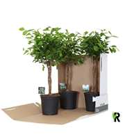 Ficus micr. Moclame gevlochten stam in fust 352