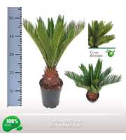 Cycas revoluta 8-10 veren