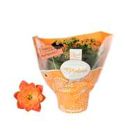 Kalanchoe Rosalina 15cm TST Don Pedro met hallowee