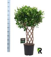 Ficus micr. Moclame dubbel gevlochten mat