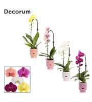 Phalaenopsis cascade 1 tak mix in Dua Lipa (Party 