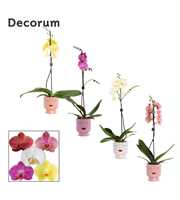 Phalaenopsis 1 tak 9+ mix in Dua Lipa (Party Love-