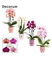 Phalaenopsis cascade 2 tak mix in Dua Lipa (Party 