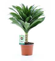 Dracaena fr. Janet Craig Compacta op stam 12cm