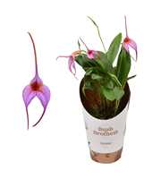 Masdevallia paars 9 cm