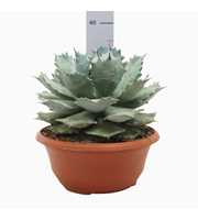 Agave potatorum 30 cm