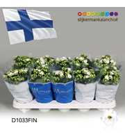 Kalanchoe Moments - Finland flag