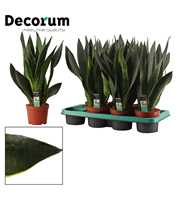 Sansevieria Black Diamond 14 cm (Decorum)