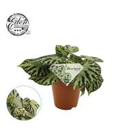 Begonia Silver Jewell 15cm