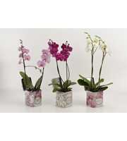 Phalaenopsis gemengd 2 tak gemengd in blik Barbara