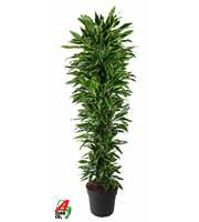 Dracaena Gold Coast vertakt P40