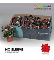 Kalanchoe No Sleeve - Red with snow