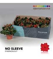 Kalanchoe No Sleeve - Red with glitter