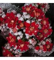 Kalanchoe No Sleeve - Red with snow and glitter