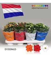 Kalanchoe Moments - Netherlands flag