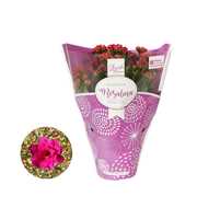 Kalanchoe Rosalina 12cm TST paars, TST hoes met gl