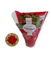 Kalanchoe Rosalina 12cm TST rood. Hoes met glitter