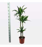 Dracaena Janet Craig 90-60-30 140cm