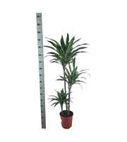 Dracaena warneckei 90-60-30 140cm