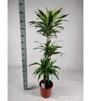 Dracaena lemon lime 90-60-30 140cm