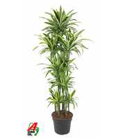 Dracaena Lemon Lime 150-carrousel