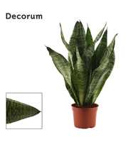 Sansevieria Super Green 9 cm (Decorum)