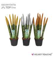 Sansevieria VELVET TOUCHZ® Metallic Mix