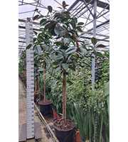 Ficus Elastica Robusta stam 300