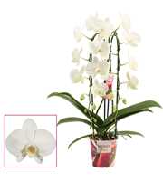Phalaenopsis cascade 2 tak wit (Scenza)