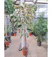 Ficus Elastica Tineke op stam 250