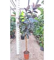 Ficus Elastica Abidjan stam 230