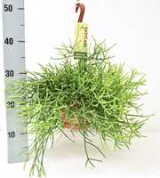 Rhipsalis Heteroclada