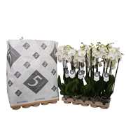 Phalaenopsis White World 3-spike in pulp tray