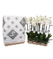 Phalaenopsis White World 2-spike in pulp tray