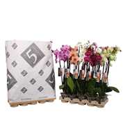 Phalaenopsis 3-spike 22+ mix in pulp tray