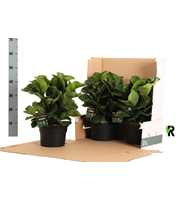 Ficus Lyrata Bambino ´Clumb´ in hoes