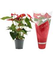 Anthurium Casparo in Couture sleeve