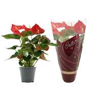 Anthurium Casparo in Couture Diamond sleeve