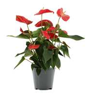 Anthurium Casparo in Transparant sleeve