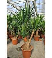 Yucca elephantipes