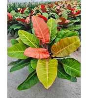 Philodendron Prince of Orange