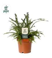 Nephrolepis Duffii 12cm (zonder hoes)