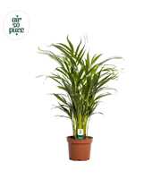 Dypsis lutescens (Areca) 17cm (zonder hoes)