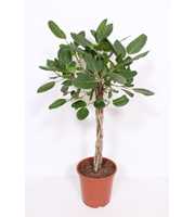 Ficus Benghalensis