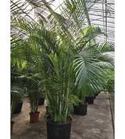 Dypsis lutescens (Areca)